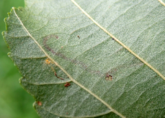 Bucculatrix cidarella