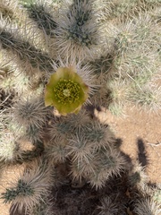 Cylindropuntia echinocarpa