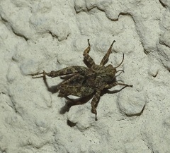 Tetrix tenuicornis