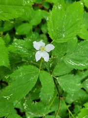 Aegopodium
