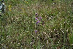 Liatris squarrulosa