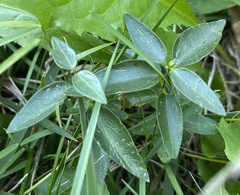 Vincetoxicum nigrum