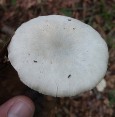 Clitocybe odora