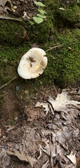 Russulaceae