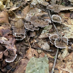 Hydnellum concrescens