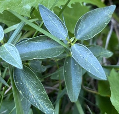Vincetoxicum nigrum
