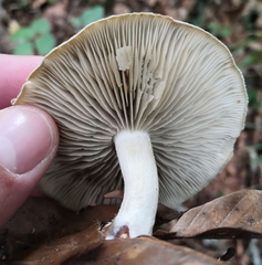 Clitocybe odora