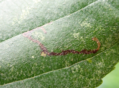 Bucculatrix cidarella