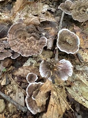 Hydnellum concrescens