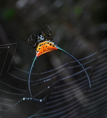 Macracantha arcuata