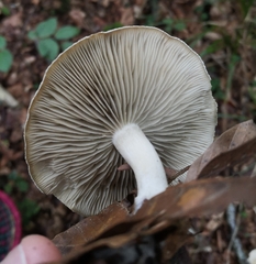 Clitocybe odora