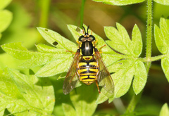 Chrysotoxum cautum