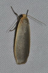 Eilema griseola