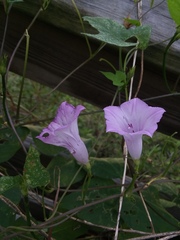 Ipomoea