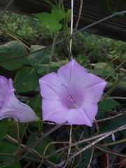 Ipomoea