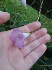 Ipomoea
