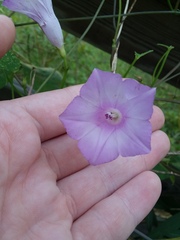 Ipomoea
