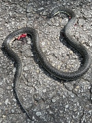 Lampropeltis holbrooki