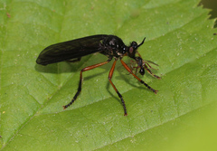 Dioctria oelandica