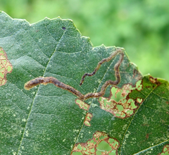 Agromyza alnivora