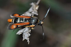 Pyropteron chrysidiforme