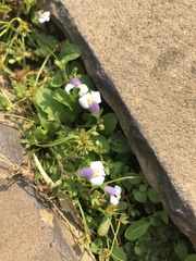 Mazus pumilus