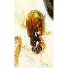 Bembidion