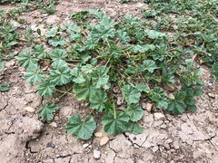 Malva pusilla