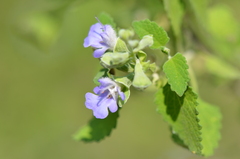 Salvia ballotiflora
