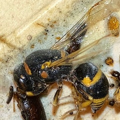 Euodynerus foraminatus