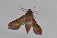 Deilephila porcellus