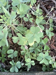 Oxalis