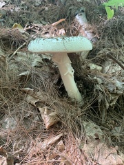 Amanita cokeri