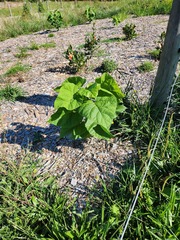 Catalpa speciosa