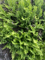 Polypodium interjectum