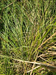 Carex barbarae