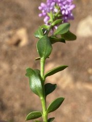 Selago myrtifolia