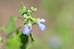 Salvia ballotiflora