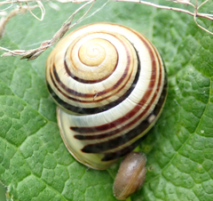 Cepaea hortensis