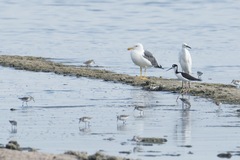 Larus livens