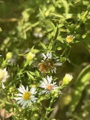 Apis mellifera