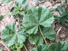 Malva pusilla