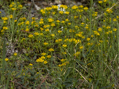 Pectis angustifolia