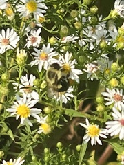 Apis mellifera
