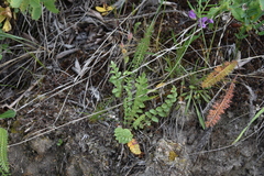 Polemonium pulcherrimum