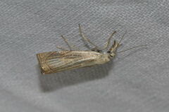 Chrysoteuchia culmella