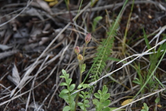 Polemonium pulcherrimum