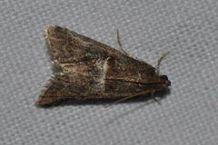 Acrobasis marmorea