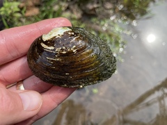 Fusconaia ozarkensis