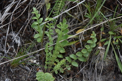 Polemonium pulcherrimum